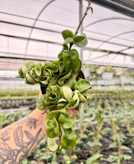 4" Hoya compacta 'Rope'