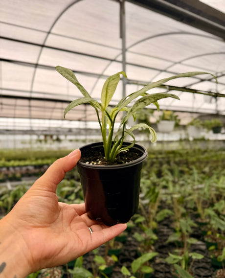 4" Epipremnum giganteum variegated