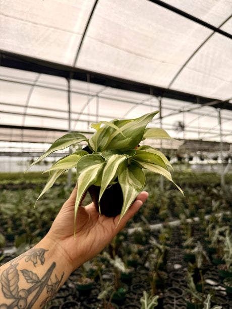 4" Philodendron ‘Silver Stripe’