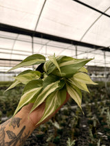 4" Philodendron ‘Silver Stripe’