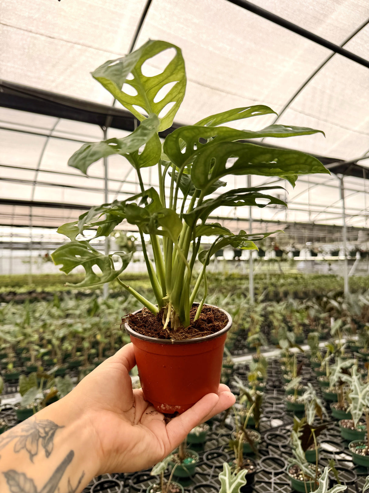 4" Monstera adansonii