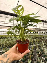 4" Monstera adansonii