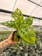4" Monstera adansonii
