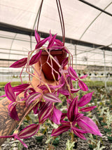 4" Tradescantia ‘Pink Paradise’ hanging basket