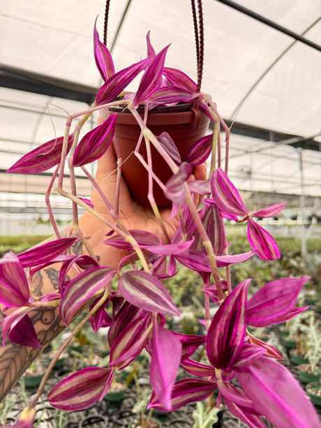 4" Tradescantia ‘Pink Paradise’ hanging basket