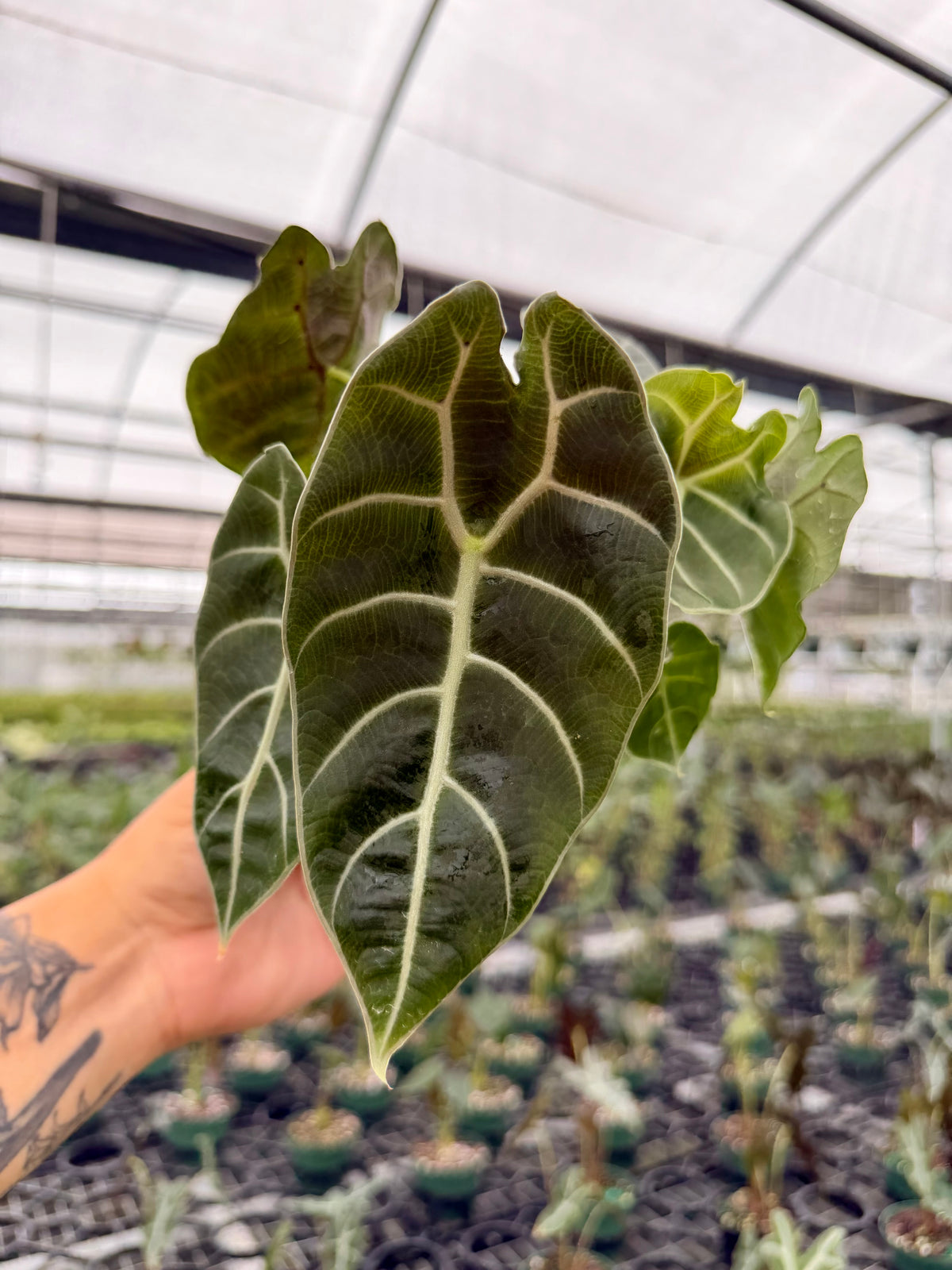 4" Alocasia watsoniana