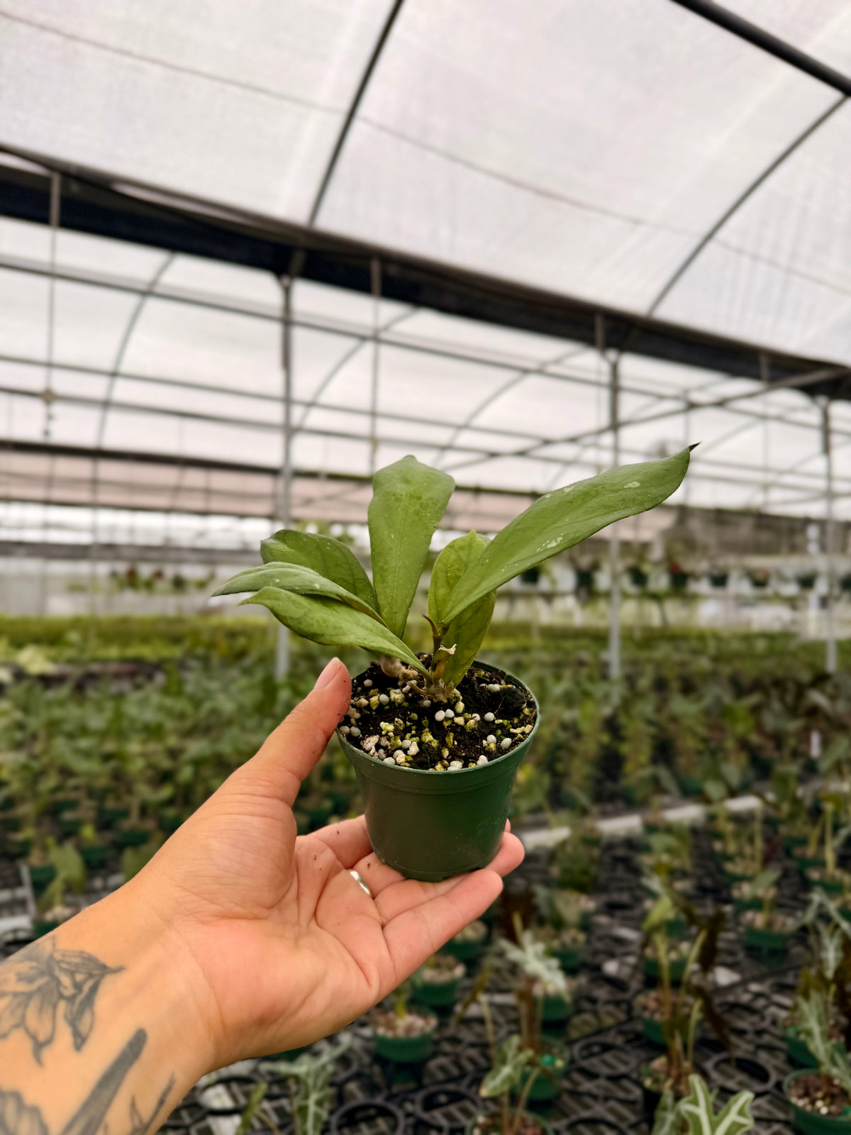 3" Hoya forbesii