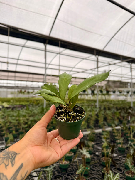 3" Hoya forbesii