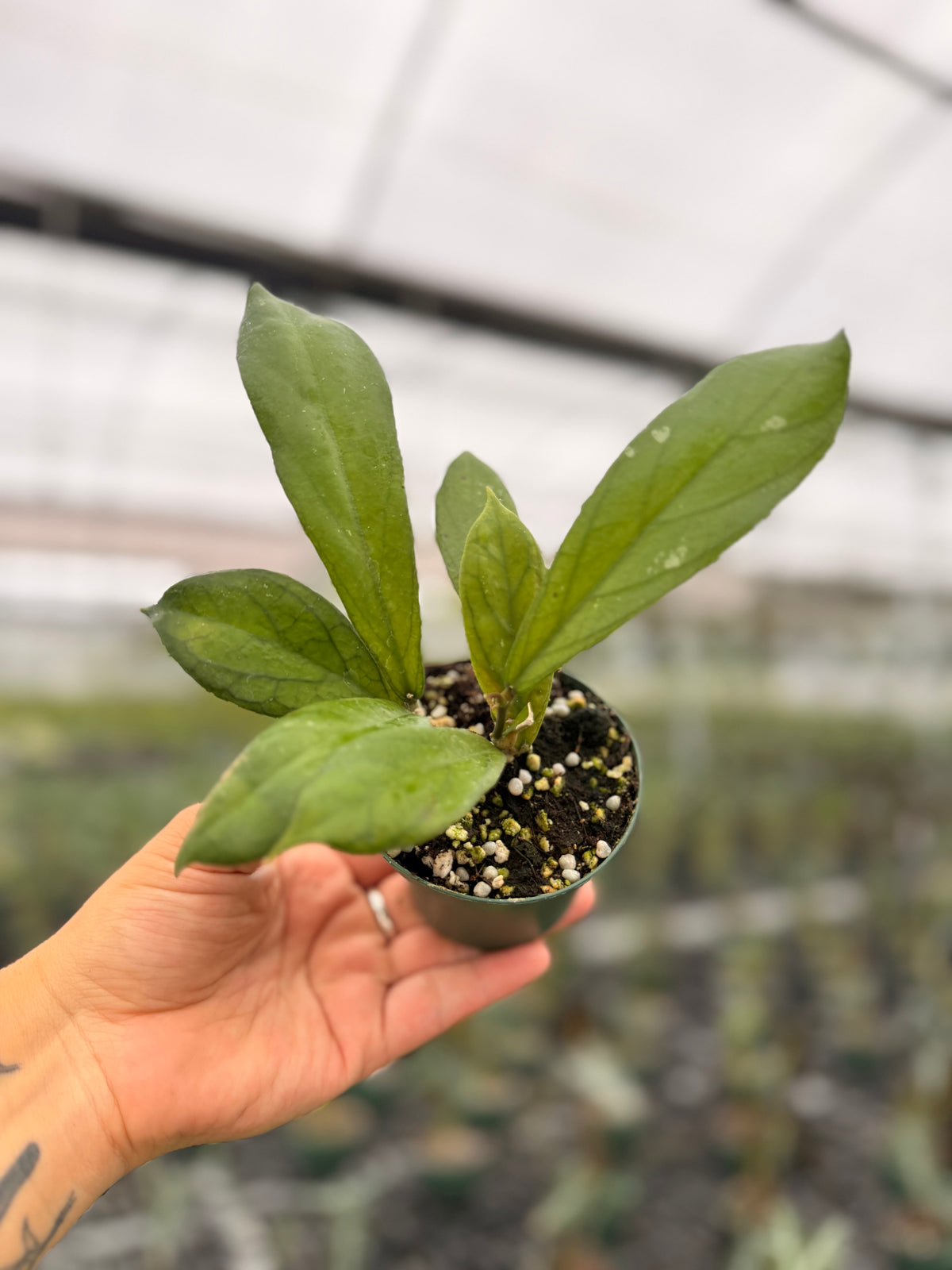 3" Hoya forbesii