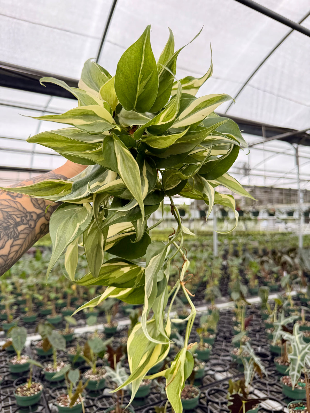 4" Philodendron ‘Rio’
