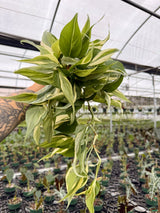 4" Philodendron ‘Rio’