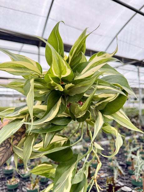 4" Philodendron ‘Rio’