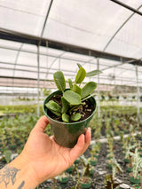 4” Hoya rotundiflora