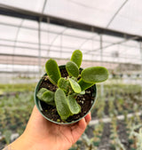 4” Hoya rotundiflora