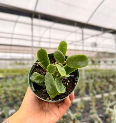 4” Hoya rotundiflora