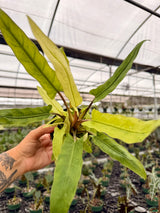 4” Alocasia lauterbachiana variegated 'Mint'