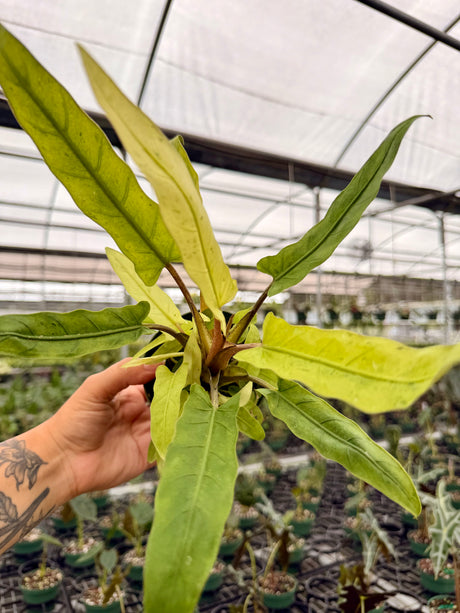 4” Alocasia lauterbachiana variegated 'Mint'