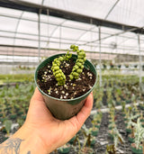 4" Dischidia nummularia 'Dragon Jade'