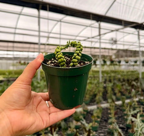 4" Dischidia nummularia 'Dragon Jade'