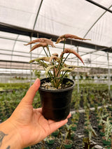 4” Syngonium 'Pink Rolli'