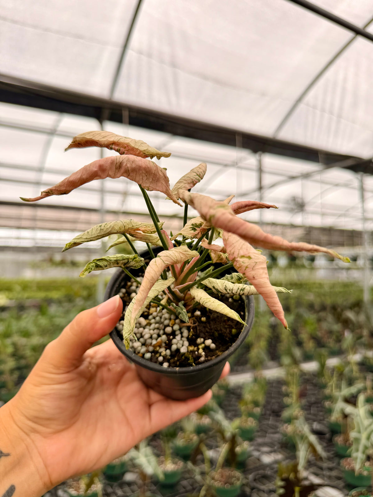 4” Syngonium 'Pink Rolli'