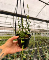 4" Hoya engleriana hanging basket