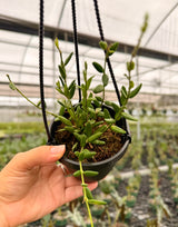 4" Hoya engleriana hanging basket