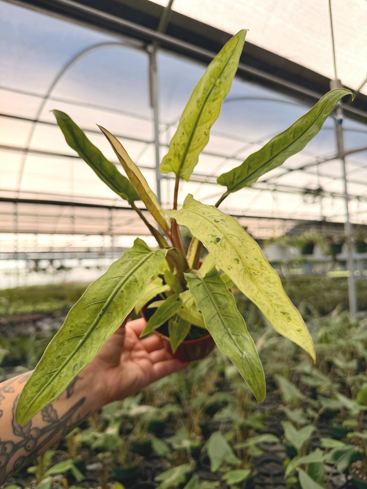 4” Alocasia lauterbachiana variegated 'Mint'