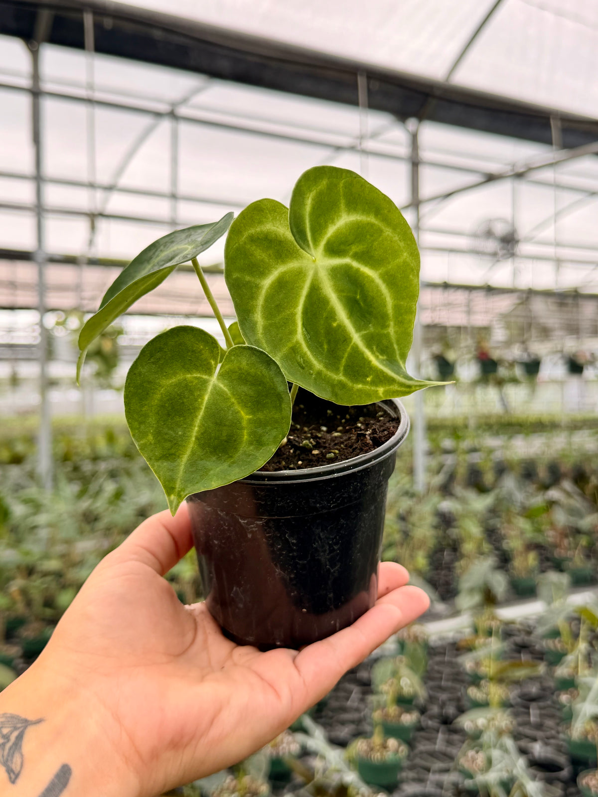 4" Anthurium clarinervium