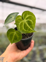 4" Anthurium clarinervium