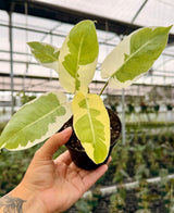 4” Philodendron ‘Burle Marx’ variegated ('Silver Lava')