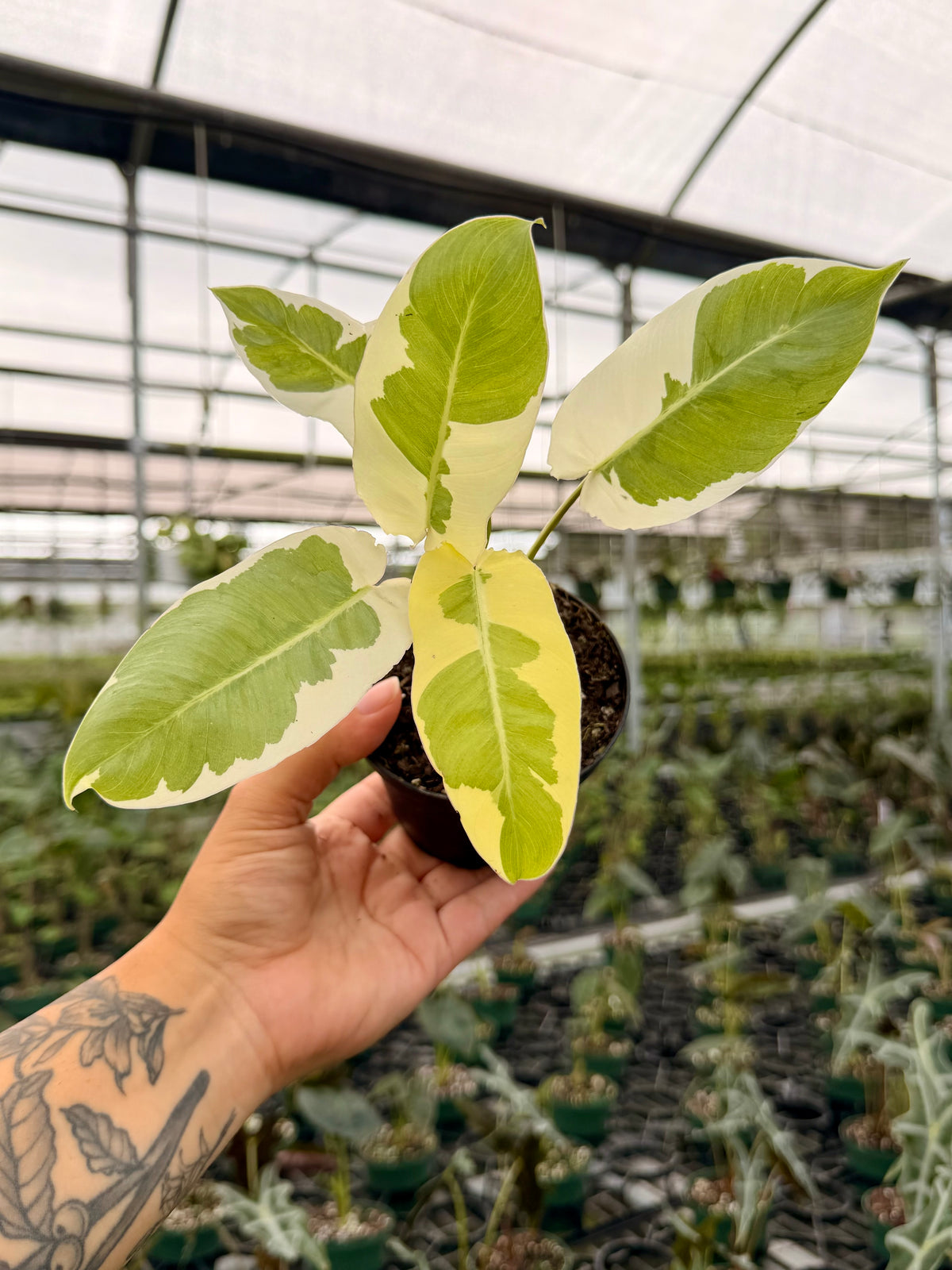 4” Philodendron ‘Burle Marx’ variegated ('Silver Lava')