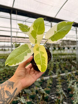 4” Philodendron ‘Burle Marx’ variegated ('Silver Lava')