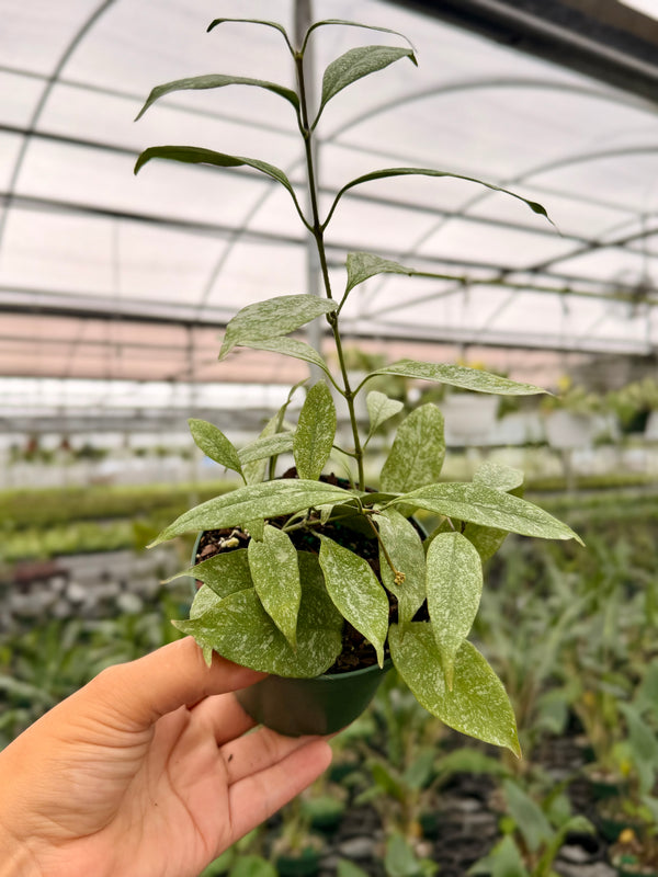 4” Hoya multiflora 'Splash'