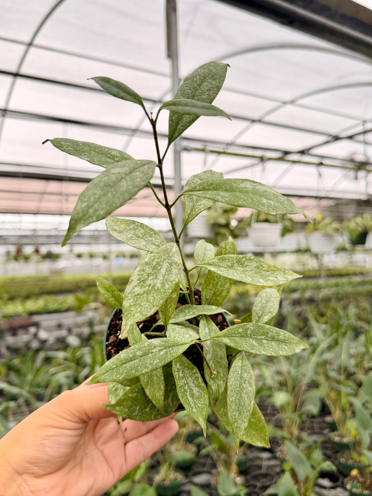 4” Hoya multiflora 'Splash'
