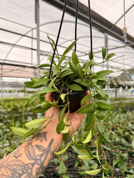 4" Hoya ‘Rosita’ hanging basket