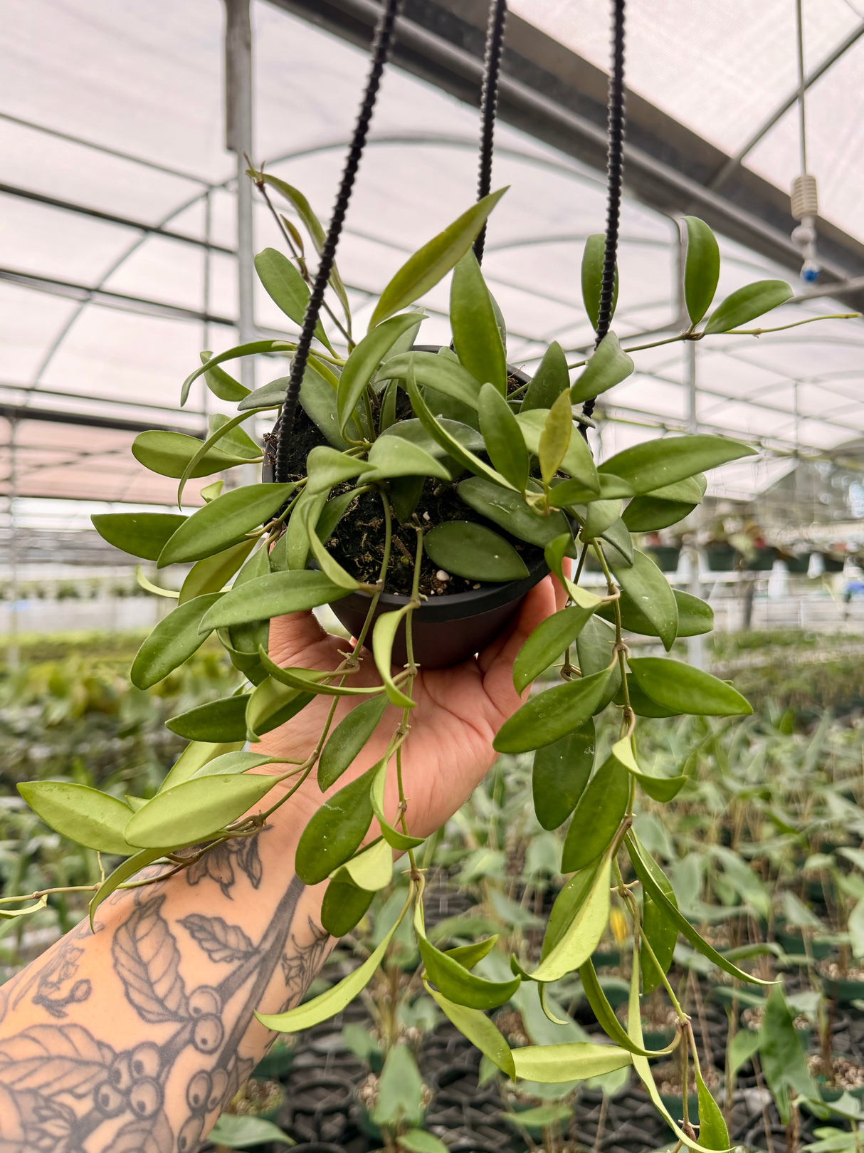 4" Hoya ‘Rosita’ hanging basket