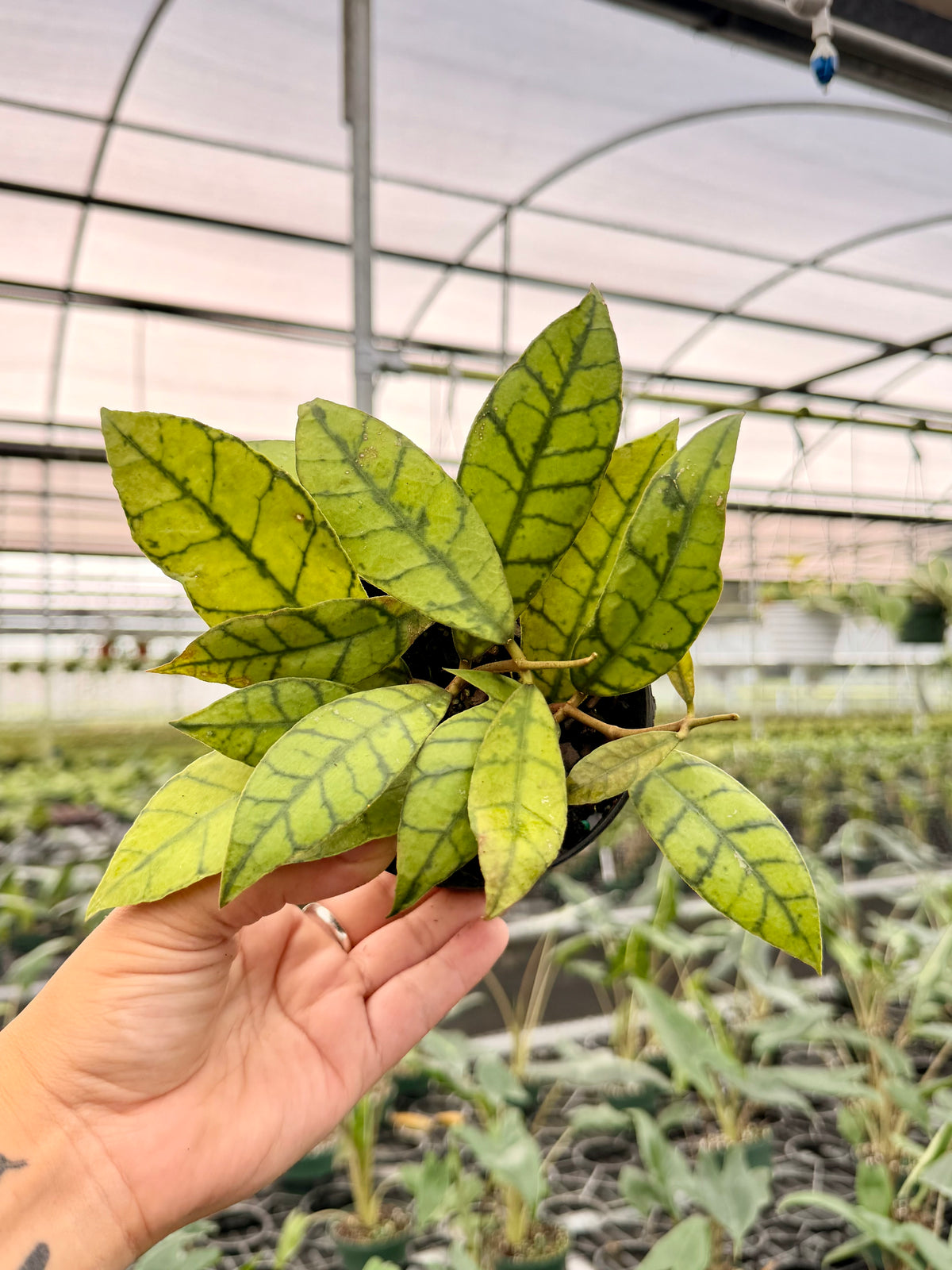 4" Hoya callistophylla