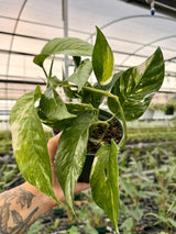 6" Epipremnum pinnatum albo variegated