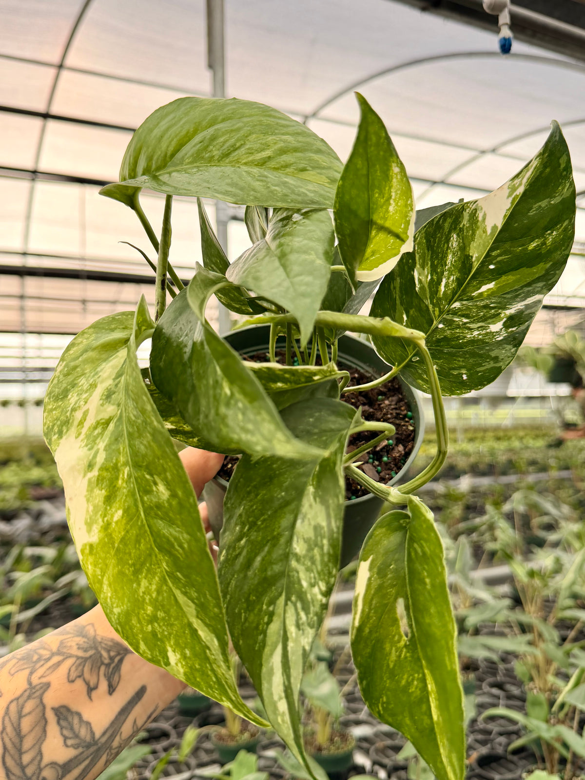 6" Epipremnum pinnatum albo variegated