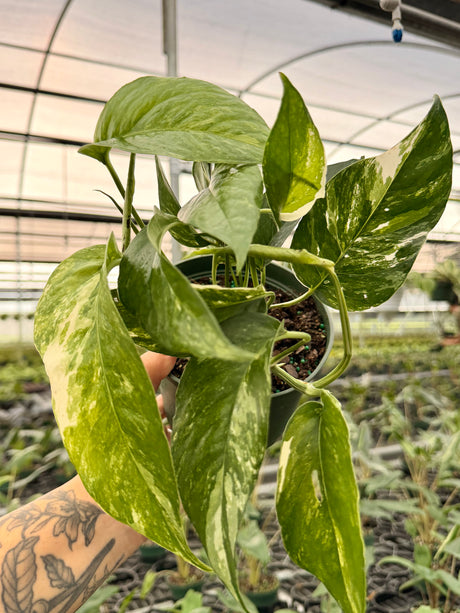 6" Epipremnum pinnatum albo variegated
