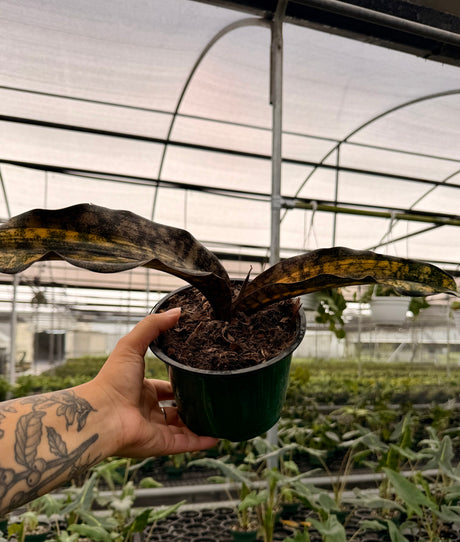 6" Sansevieria kirkii 'Coppertone' variegated