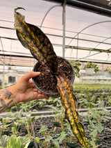 6" Sansevieria kirkii 'Coppertone' variegated