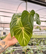 4" Philodendron gloriosum