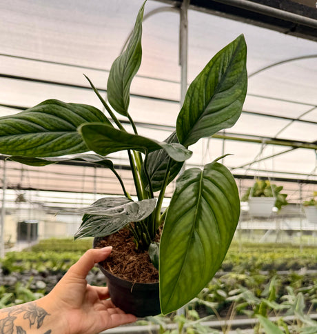 6" Monstera pinnatipartita 'Black Onyx'
