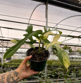 6” Philodendron ‘Kitna' ('Florida Beauty' x mayoi)