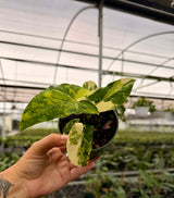4” Syngonium 'Aurea' (yellow variegated)