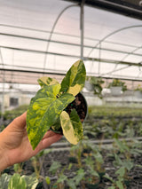 4” Syngonium 'Aurea' (yellow variegated)