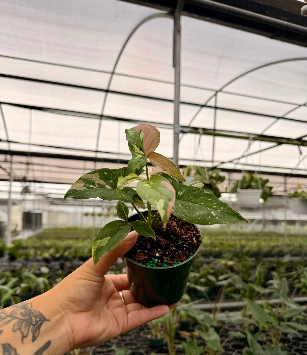 4" Syngonium ‘Tricolor’