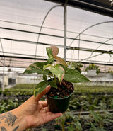 4" Syngonium ‘Tricolor’